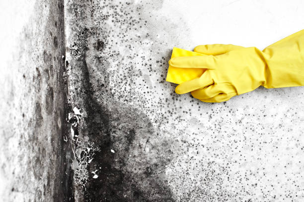 Best Black Mold Removal  in Yelm, WA