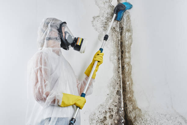 Mold Testing and Removal in Yelm, WA