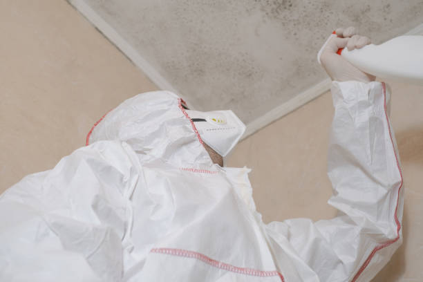 Professional Mold Removal in Yelm, WA