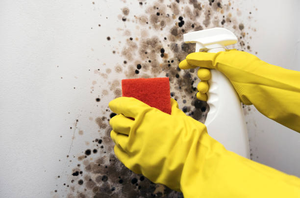 Best Black Mold Removal  in Yelm, WA